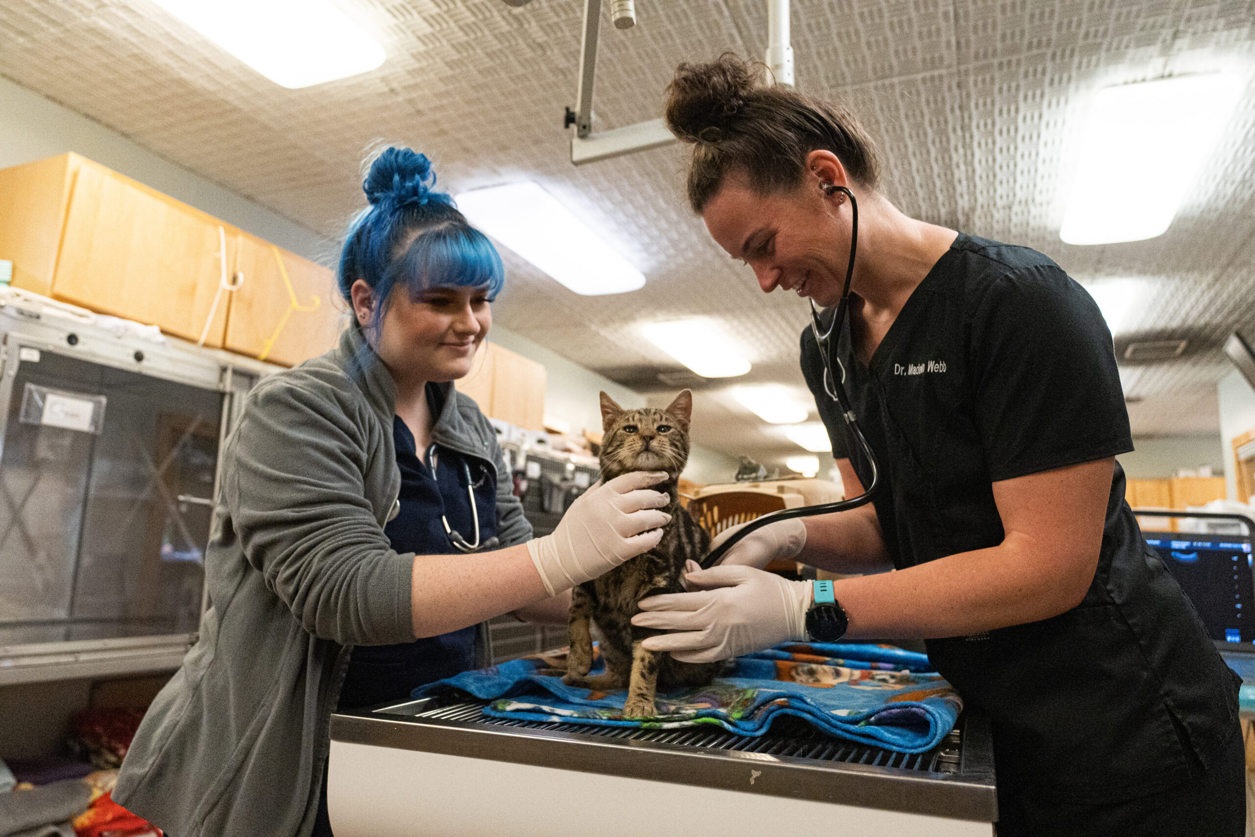 Life at an emergency animal clinic has become busier